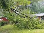 Storm damage fallen trees